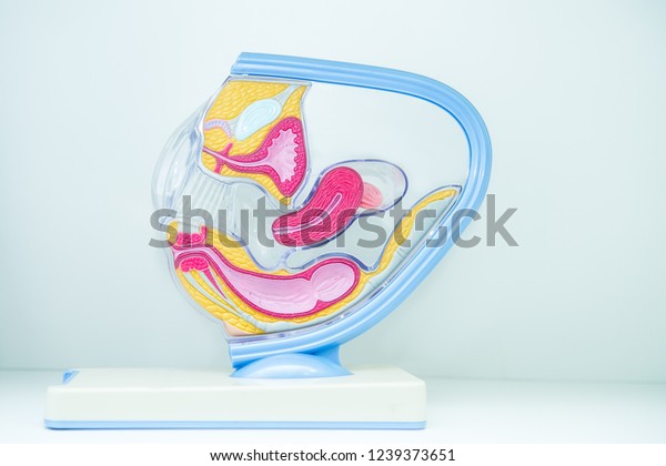 Female internal genital\
organs sectional, structure of the female reproductive system in\
plastic mold for the education physiology. Selective focus, copy\
space