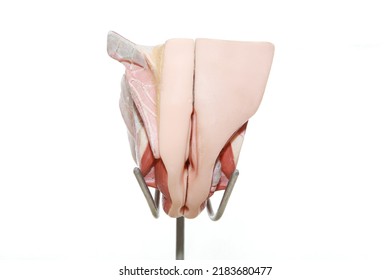 Female Internal Organs Model. Anatomy Vagina