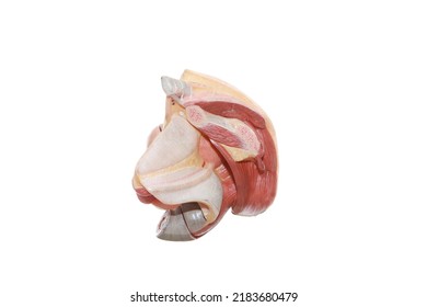 Female Internal Organs Model. Anatomy Vagina