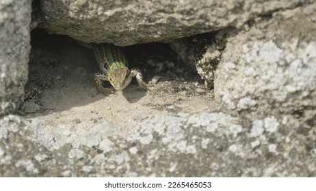 Female of italian wall lizard (Podarcis siculus) lurking from a rock crack