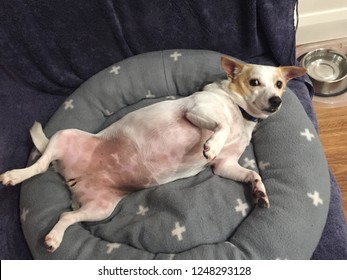 Female Jack Russell Dog Lying On Its Back Wishing For A Tummy Rub