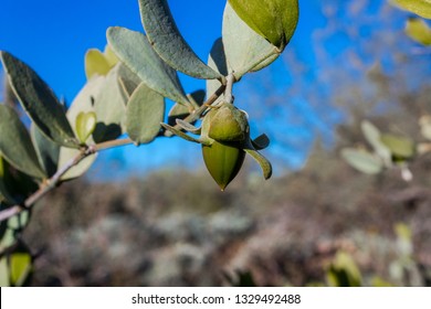Female jojoba plant nut growing wild in Pima County, Tucson, Arizona. Sonoran Desert landscape beautiful vibrant green fruit and leaves with a bright blue sky in the background. Pima County, Arizona.