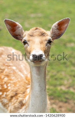 Similar – Deer looks into the camera