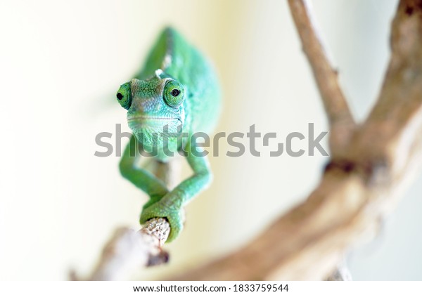 Female juvenile Jackson\'s\
chameleon climbing on a branch outside on a sunny day, moving\
towards the camera and looking straight ahead                      \
     