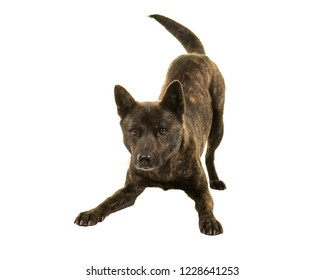 Female Kai Ken Dog The National Japanese Breed Standing In A Play Bow Isolated On A White Background Wagging Her Tail