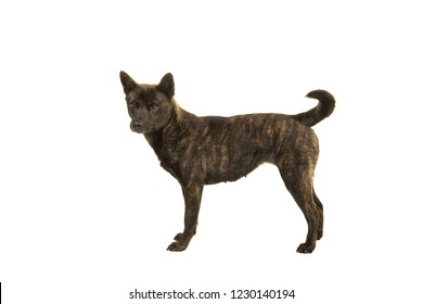 甲斐犬 の写真素材 画像 写真 Shutterstock