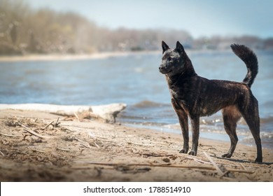 Female Kai Ken In Nature