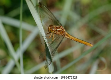 53 Female keeled skimmer Images, Stock Photos & Vectors | Shutterstock