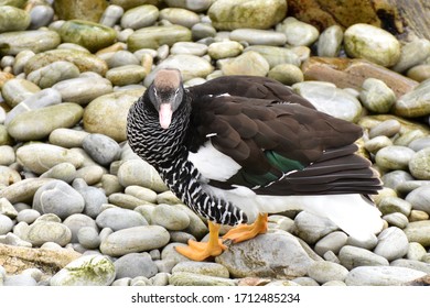 Female Kelp Goose In East Falkland