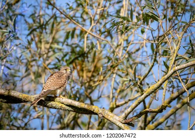 Female Kestrel Perched On A Tree On Sunny Day In Hainault Forest Country Park In Essex, England