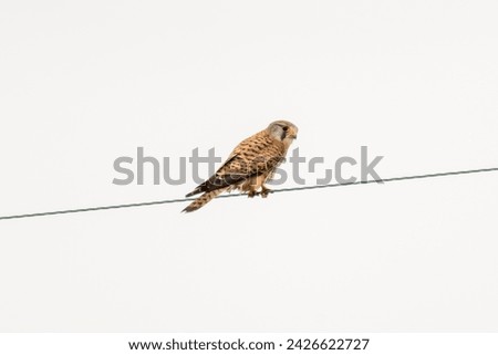 Female kestrel perched on a wire, resting after it had been hunting in a field.