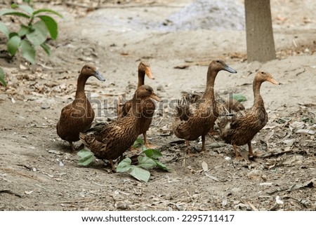 Female Khaki Campbell duck outside for agriculture

