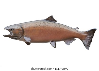 Female King or Chinook salmon in spawning color known as blush isolated on white