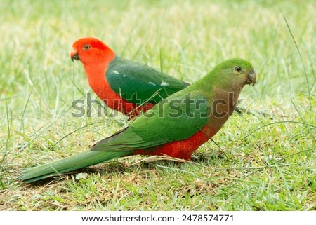 Female King Parrot, shallow focus, close up detail, grass pasture background. Australian native bird.