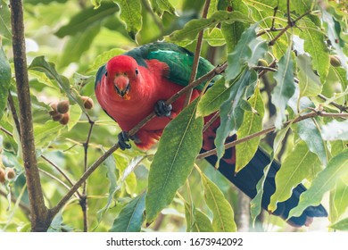 Female King Parrot in tree at Green Patch in the Booderee National Park in Jervis Bay, ACT, Australia.