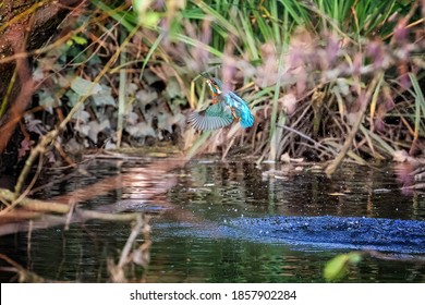 Female Kingfisher, Alcedo Atthis, Emerges From The River. Hampshire, UK.  This Small Bird. Feeds On Small Fish, And Dives To Catch. Them. It Is Quite Rare And Considered To Be A Vulnerable Species. 