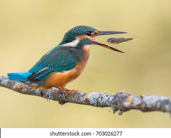 Female Of Kingfisher Bird (Alcedo Atthis) Eating A Fish