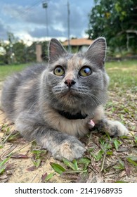 A Female Kitten With A Cataract On Left Eye. Gray And A Bit Of Orange Medium Length Fur.