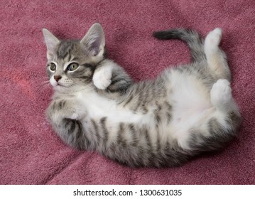 Female Kitten On Her Back On A Towel Ready For A Tummy Rub