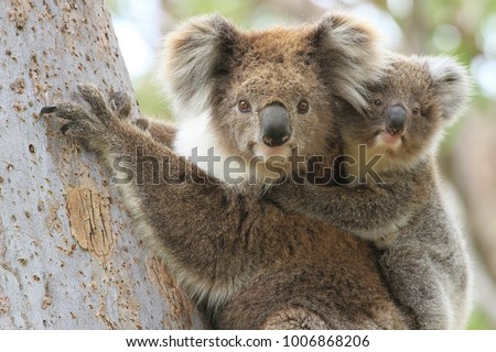 Female koala with a young joey on her back climbing a eucalyptus tree in Gippsland Australia.