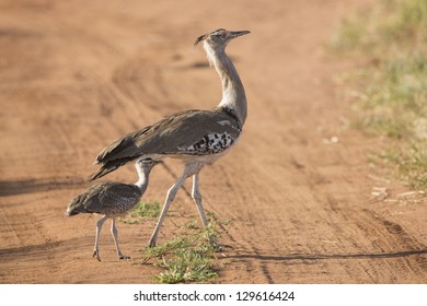 Kori Bustard Ardeotis High Res Stock Images Shutterstock