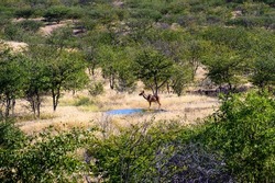 A Female Kudu At A Waterhole In Namibia Africa