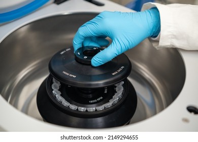 Female Lab Technician In Rubber Gloves Refills A Centrifuge And Close The Cap. DNA Test Or Onglogy Marker Tests Concept. 