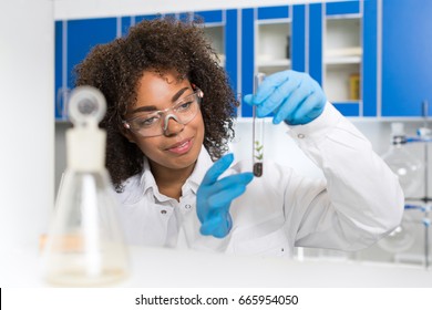 Female Laboratory Scientist Examining Plant Sample In Test Tube, Work In Genetics Lab African American Woman