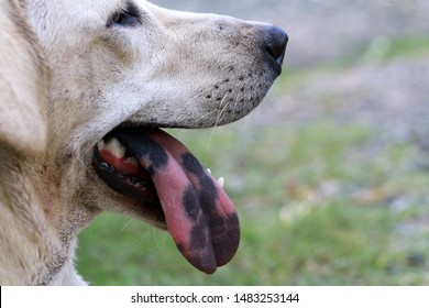 is a dogs mouth the cleanest