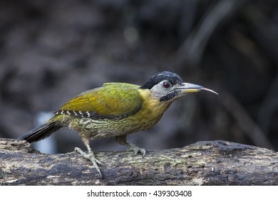 Female Laced Woodpecker With Tongue Out