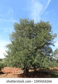 Female Laeceratonia Siliqua Tree Called St Stock Photo 1345656266 ...