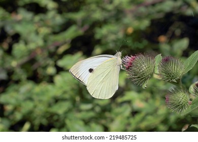 A Female Large White, Or Cabbage White, Butterfly Feeding On A Purple Thistle Flower, Norfolk, UK.