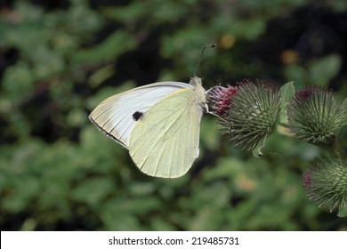 A Female Large White, Or Cabbage White, Butterfly Feeding On A Purple Thistle Flower, Norfolk, UK.