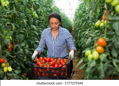 Female latino farmer puts red tomatoes in plastic box for sale in the market - Shutterstock ID 1777279349