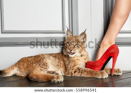 Female leg in red high-heel shoe and lynx cub, lying on floor.