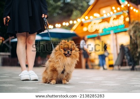 Female legs and orange dog orange spitz on a leash on the background of the street in the evening