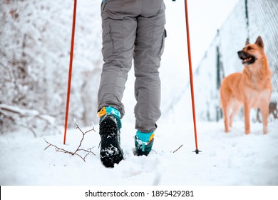 Female Legs Walking In Hiking Boots And Poles On Snow Trail With Her Shepherd Dog. Woman Hiker Nordic Walking Outdoors On Winter Cold Day