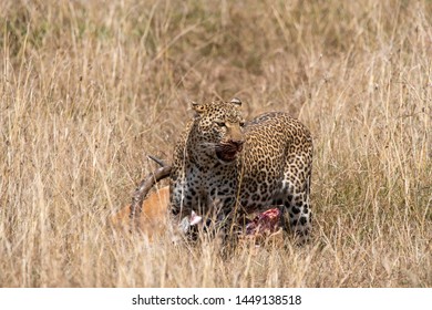 A female leopard named Kaboso dragging an impala carcass through the grassland inside Masai Mara National Reserve during a wildlife safari - Shutterstock ID 1449138518