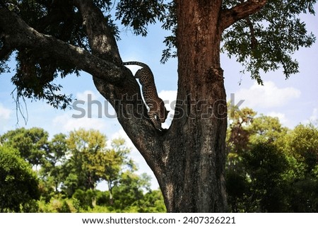 A female leopard, Panthera pardus, decending from a tree.