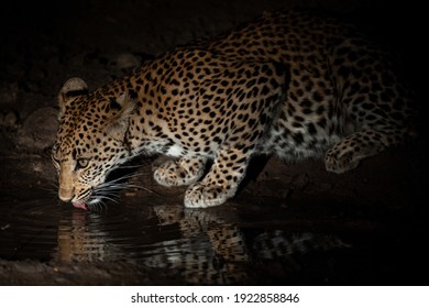 Female Leopard Seen At Night On A Safari In South Africa