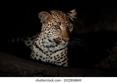 Female Leopard Seen At Night On A Safari In South Africa