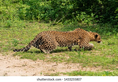 Female Leopard In Sri Lanka. Spying On The Poor Deer Before The Hunt