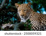 Female leopard in a tree at Kruger National Park.