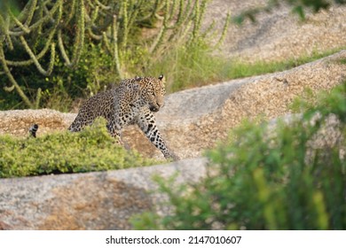 Female Leopard In A Unknown Territory Rises From Rocks Preparing To Disappear In The Vegetation