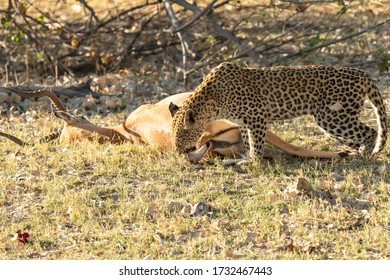 Female leopard walking in the golden sunlight - Shutterstock ID 1732467443