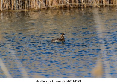 A female Lesser Scaup swims in a marsh on Harsen's Island, Clay Township, Michigan.