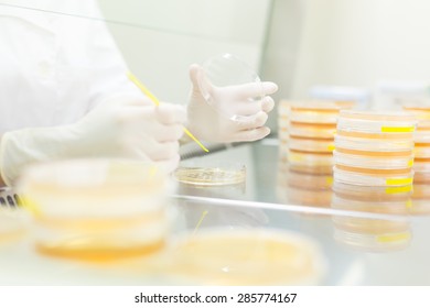 Female Life Science Professional Observing Cell Culture Samples On LB Agar Medium In Petri Dish.  Scientist Grafting Bacteria In Microbiological Analytical Laboratory .  