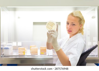 Female Life Science Professional Observing Cell Culture Samples On LB Agar Medium In Petri Dish.  Scientist Grafting Bacteria In Microbiological Analytical Laboratory .  Focus On Scientist's Eye.