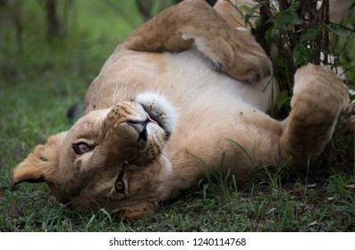 Female Lion in Africa