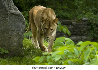 Female Lion In The Bronx Zoo - Smiling